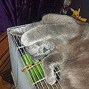 Oni participe au concours pour gagner de l'argent avec cette photo : cat, gray_cat, sleeping_cat, pet, paw_over_face, cage, wire_cage, indoor, nap, fur, whiskers, pikachu, poster, curtain, cozy, relaxed, perch, close_up, flash, timestamp