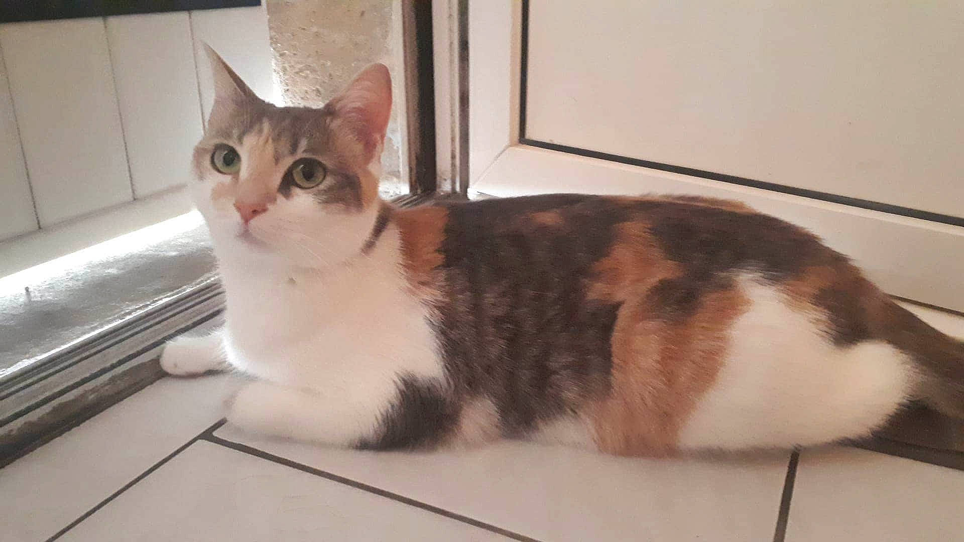 Bulle participe au concours pour gagner de l'argent avec cette photo : aegean_cat, american_wirehair, asian, carnivore, cat, domestic_short_haired_cat, european_shorthair, fawn, felidae, kitten, mammal, napoleon_cat, polydactyl_cat, small_to_medium_sized_cats, tail, vertebrate, whiskers