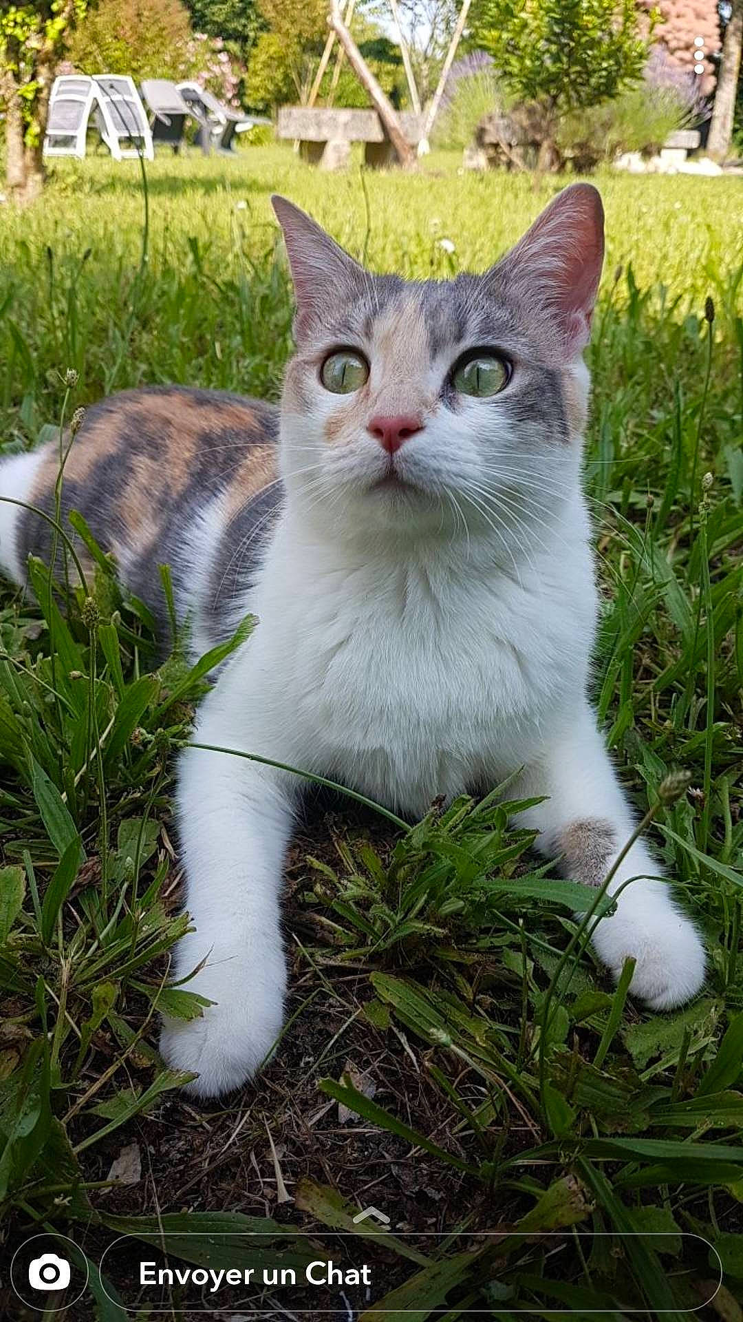 Bulle participe au concours pour gagner de l'argent avec cette photo : aegean_cat, american_wirehair, asian, carnivore, cat, domestic_short_haired_cat, european_shorthair, eye, felidae, grass, kitten, mammal, plant, polydactyl_cat, small_to_medium_sized_cats, tabby_cat, whiskers
