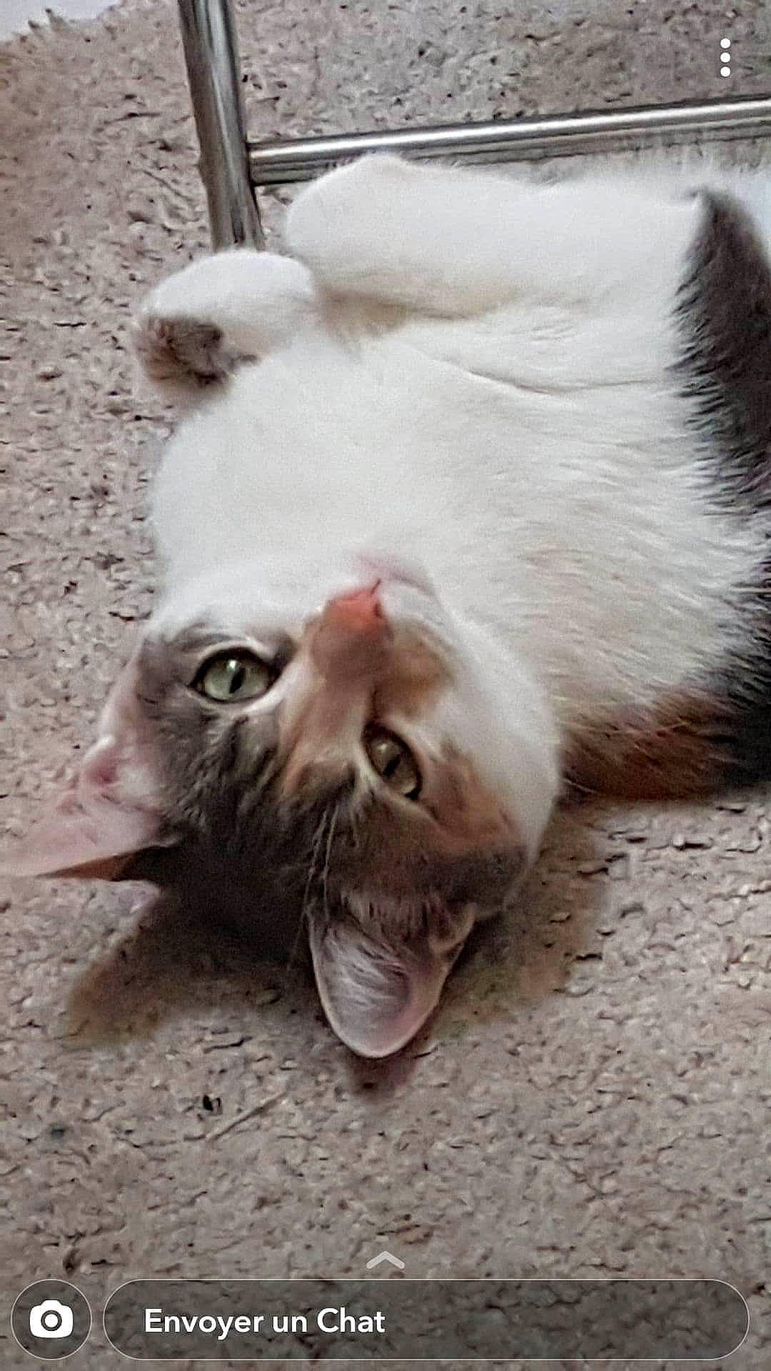 Bulle a rejoint le concours — aidez-le/la à gagner de superbes lots ! aegean_cat, carnivore, cat, claw, ear, eye, facial_expression, felidae, fur, jaw, kitten, mouth, munchkin, nose, organ, polydactyl_cat, small_to_medium_sized_cats, snout, tail, whiskers