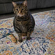 Max joined the competition — help win amazing prizes! animal, cat, colorful, couch, cute, domestic, ears, feline, floor, furniture, indoor, living_room, pet, pillow, rug, sitting, striped, tabby, toy, whiskers