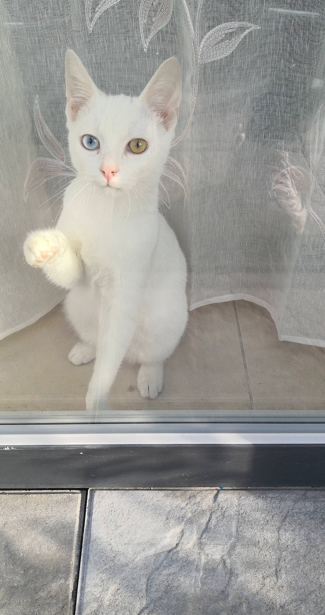 Plumo a rejoint le concours — aidez-le/la à gagner de superbes lots ! aegean_cat, burmilla, carnivore, cat, colorpoint_shorthair, domestic_short_haired_cat, eye, fawn, felidae, khao_manee, kitten, mammal, polydactyl_cat, small_to_medium_sized_cats, tail, turkish_angora, turkish_van, vertebrate, whiskers, white