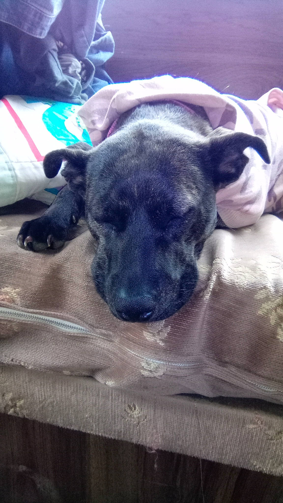 Gypsy joined the competition — help win amazing prizes! carnivore, comfort, companion_dog, dog, dog_breed, fawn, fur, grey, guard_dog, molosser, nap, non_sporting_group, paw, puppy, snout, terrestrial_animal, toy_dog, whiskers, working_animal, wrinkle