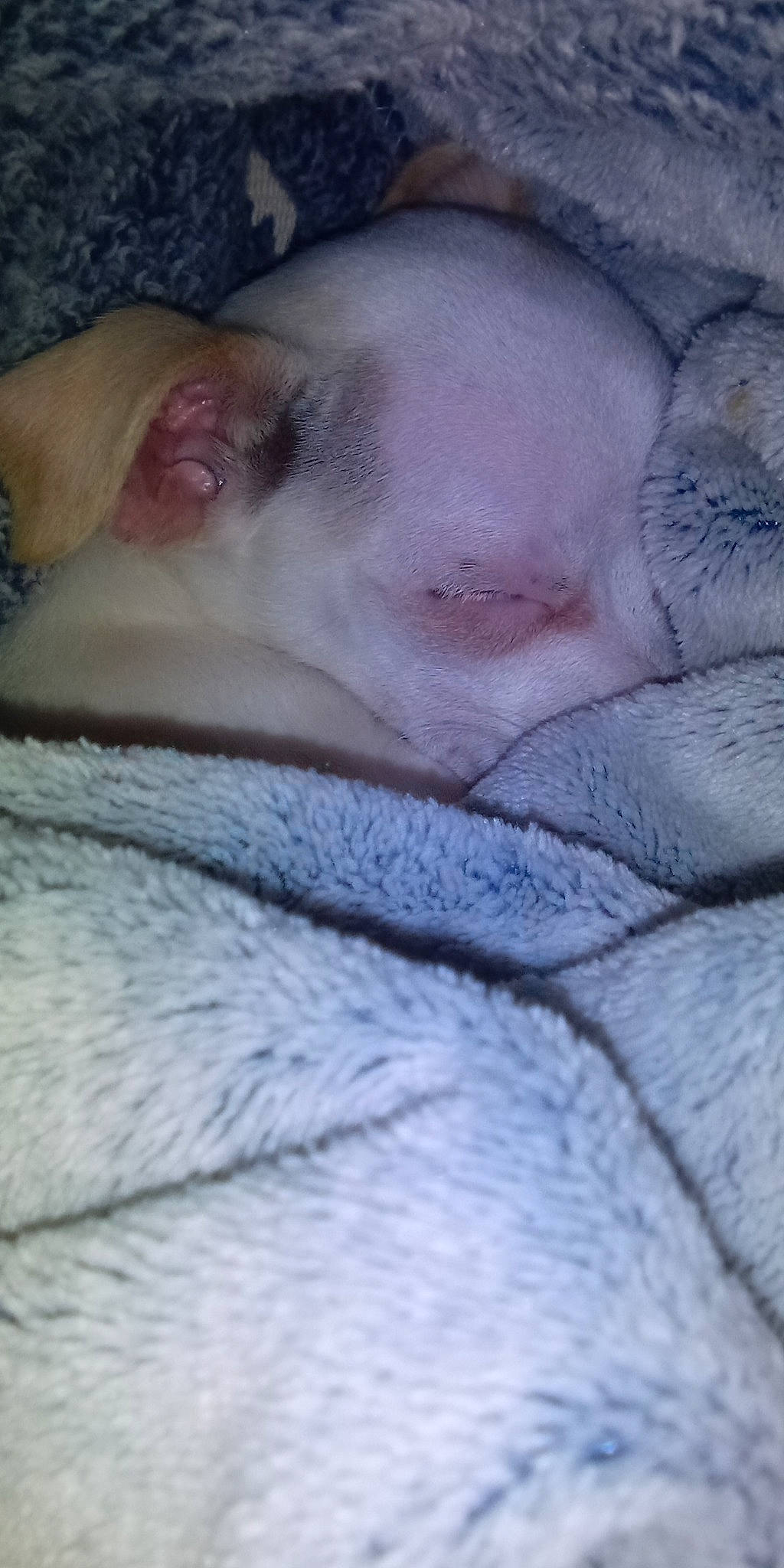 Tiny joined the competition — help win amazing prizes! carnivore, cat, comfort, dog_breed, domestic_short_haired_cat, electric_blue, fawn, felidae, foot, fur, grey, linens, nap, paw, small_to_medium_sized_cats, snout, tail, textile, whiskers, wrinkle