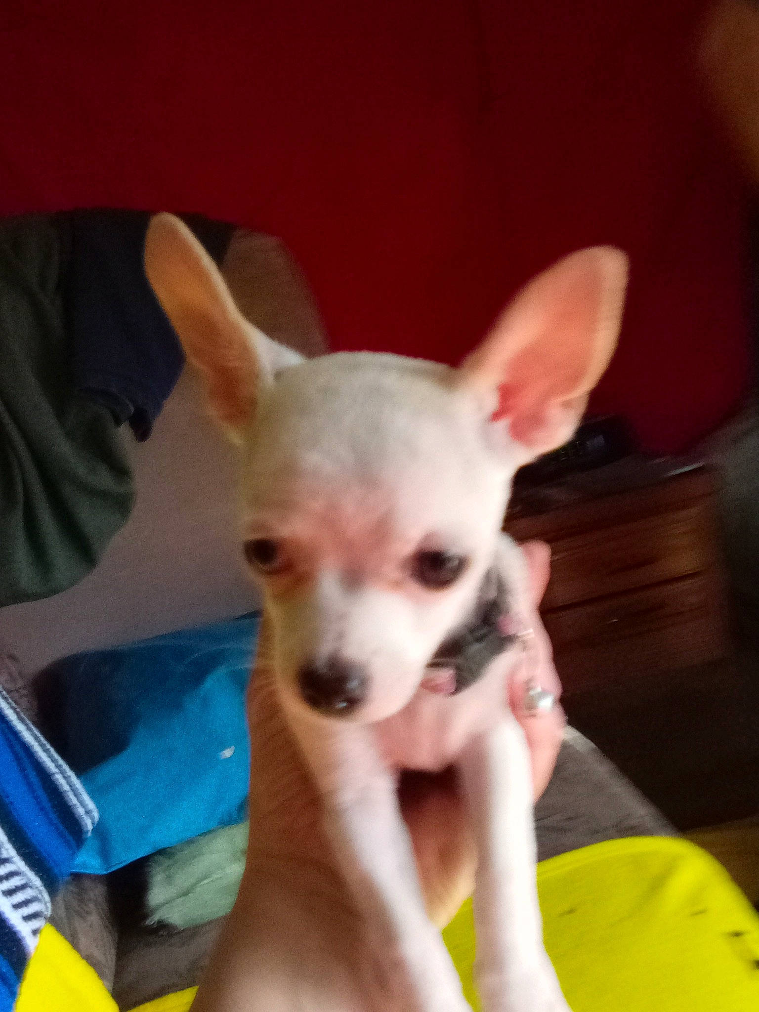 Tiny joined the competition — help win amazing prizes! canidae, carnivore, chihuahua, comfort, companion_dog, corgi_chihuahua, dog, dog_breed, dog_supply, ear, eye, fawn, fur, head, human_body, snout, tail, toy_dog, whiskers, working_animal