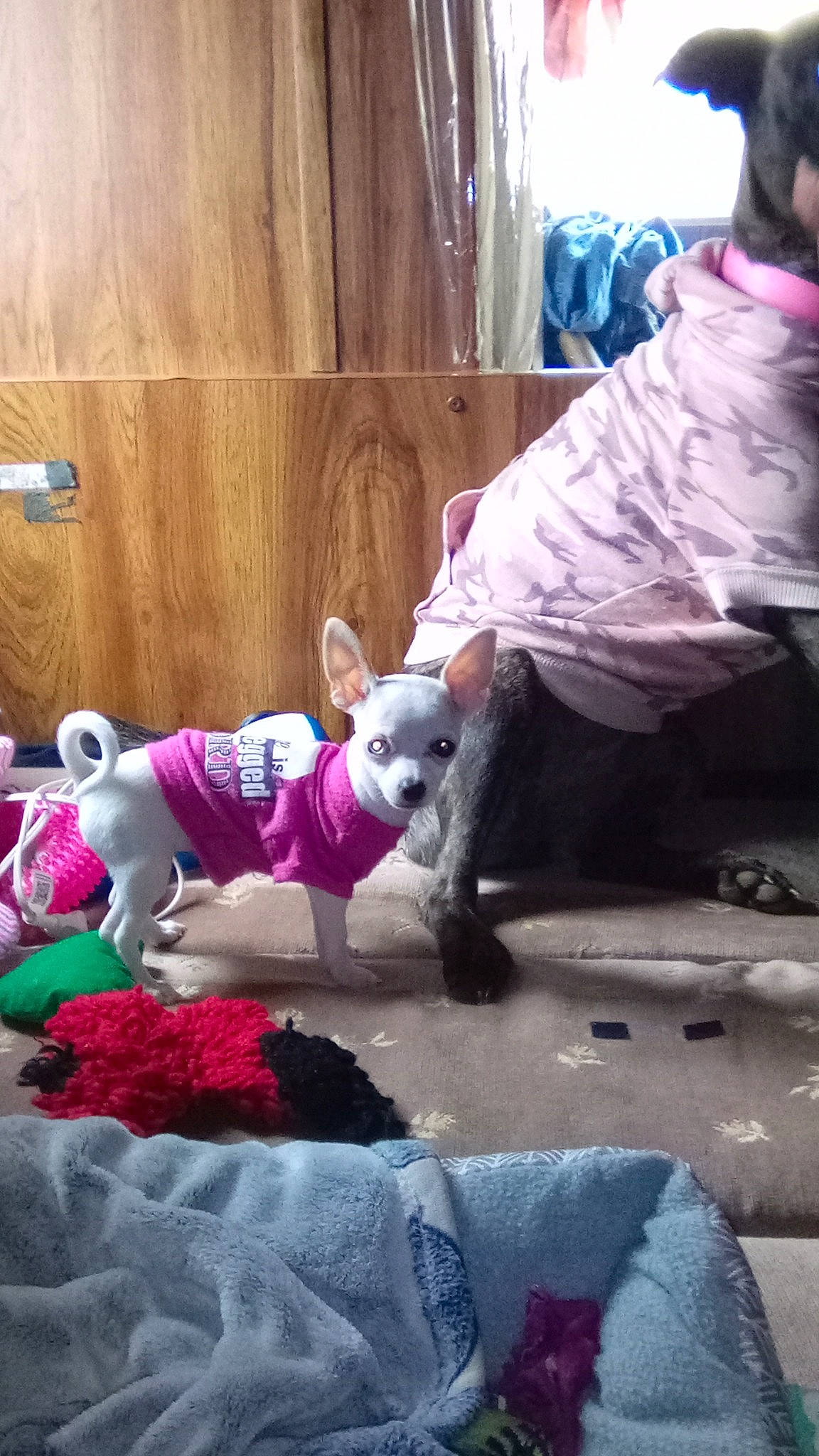 Tiny is registered to the contest to win money with this photo: carnivore, child, comfort, companion_dog, dog_breed, fawn, felidae, fur, human_leg, lap, magenta, pink, purple, sitting, small_to_medium_sized_cats, stuffed_toy, t_shirt, textile, toy, wood