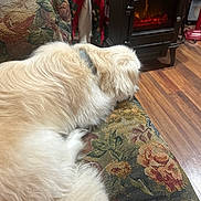 Precious joined the competition — help win amazing prizes! dog, fluffy, couch, upholstery, floral_pattern, indoor, fireplace, stockings, holiday, christmas, wood_floor, warmth, relaxing, pet, sleeping, collar, furniture, cozy, decor, home