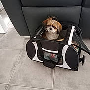 Oxo participe au concours pour gagner de l'argent avec cette photo : dog, shih_tzu, pet, animal, travel_carrier, pet_carrier, sitting, small_dog, fluffy, long_hair, brown_and_white, face, eyes, indoors, tile_floor, chair, furniture, black, white, portrait