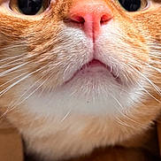 Wix is registered to the contest to win money with this photo: cat, orange_tabby, close_up, whiskers, pink_nose, paw, cardboard_box, curious, cute, pet, feline, indoor, animal, fur, portrait, closeup, looking_up, tabby, muzzle, soft_light