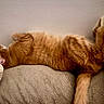 Wix joined the competition — help win amazing prizes! cat, orange_cat, feline, pet, sleeping, relaxed, cushion, indoor, fur, whiskers, tail, paw, cozy, resting, animal, mammal, home, cute, lazy, comfort
