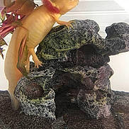 Sakura a rejoint le concours — aidez-le/la à gagner de superbes lots ! tree