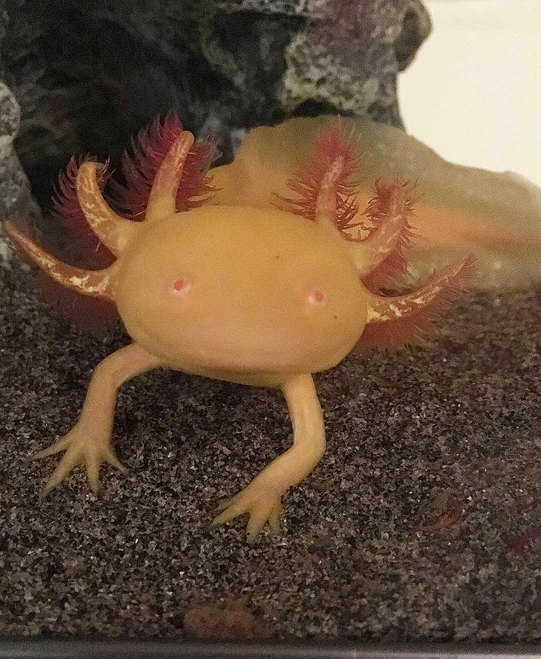 Sakura participe au concours pour gagner de l'argent avec cette photo : agama, agamidae, ambystoma_mexicanum, amphibian, fauna, organism, reptile, salamander, terrestrial_animal