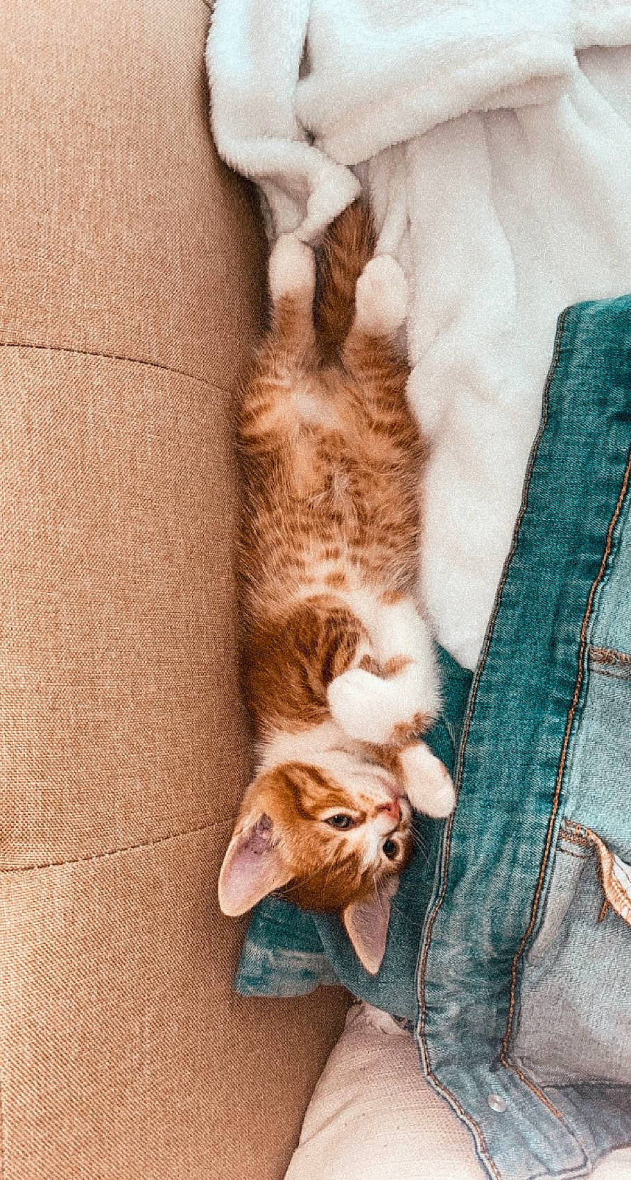 Simba a rejoint le concours — aidez-le/la à gagner de superbes lots ! art, carnivore, cat, claw, comfort, denim, domestic_short_haired_cat, fawn, felidae, foot, fur, human_leg, linens, nap, paw, small_to_medium_sized_cats, tail, tree, whiskers, wood