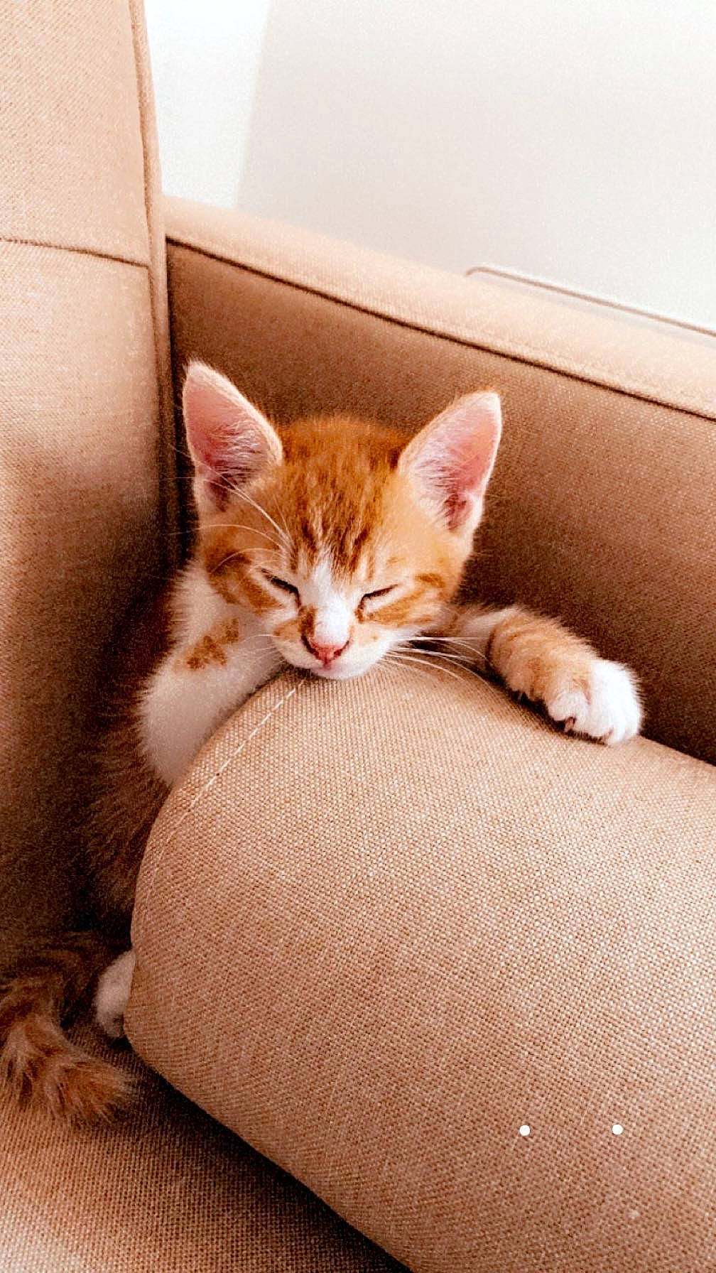 Simba participe au concours pour gagner de l'argent avec cette photo : carnivore, cat, cat_supply, claw, comfort, couch, domestic_short_haired_cat, fawn, felidae, flooring, fur, human_leg, paw, sitting, small_to_medium_sized_cats, snout, tail, whiskers, window, wood