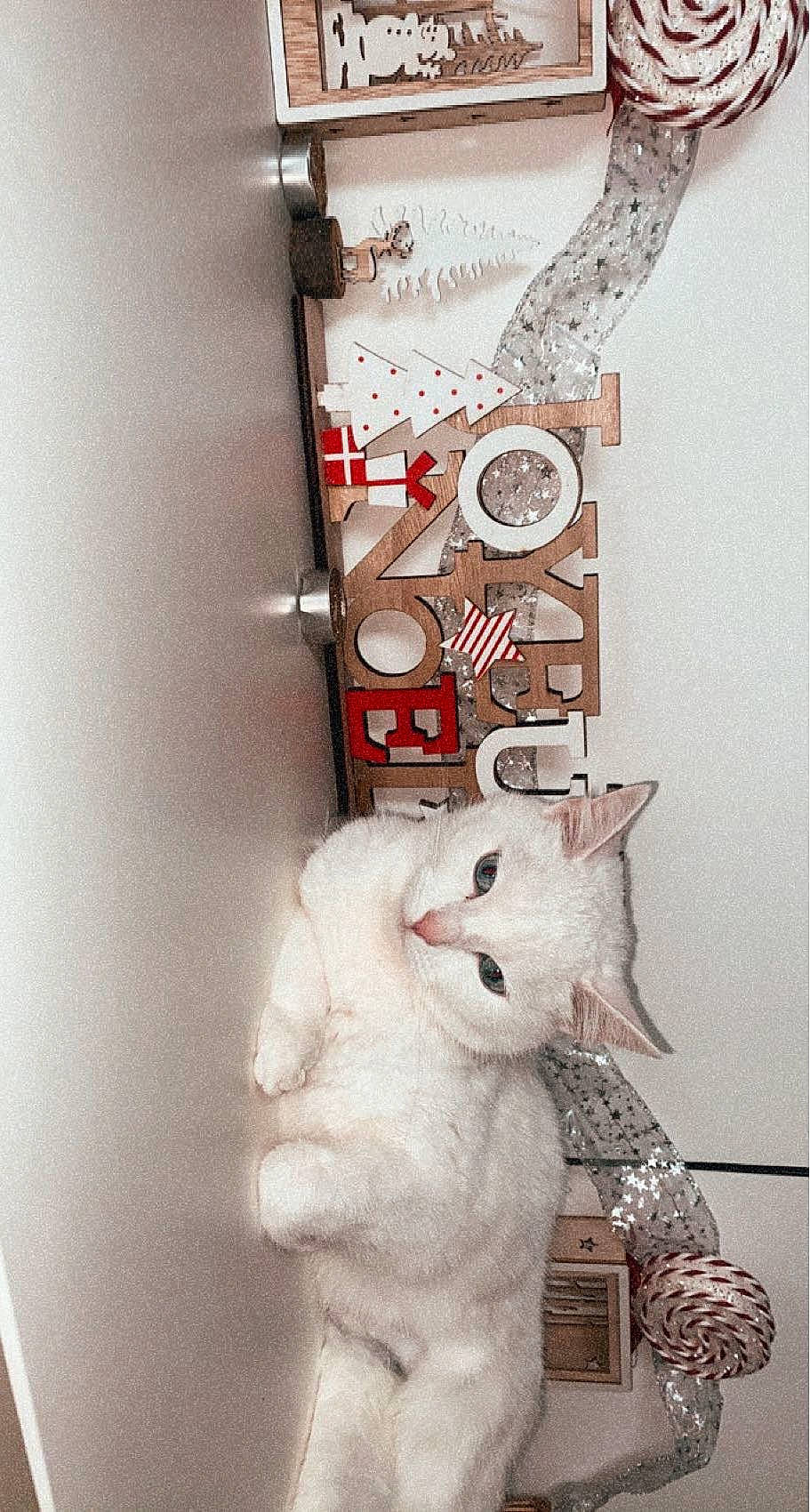 Bounty a rejoint le concours — aidez-le/la à gagner de superbes lots ! art, fashion_accessory, felidae, font, fur, home_accessories, ornament, plush, room, shelf, shelving, stuffed_toy, tail, teddy_bear, toy, visual_arts, whiskers, white, wood