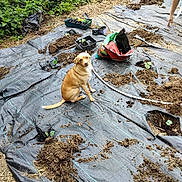 Cally participe au concours pour gagner de l'argent avec cette photo : bag, blonde_hair, container, curious, dirt, dog, garden, greenery, ground_cover, nature, outdoor, person, plants, sitting, small_plants, smiling, soil, sunlight, tarp, yard