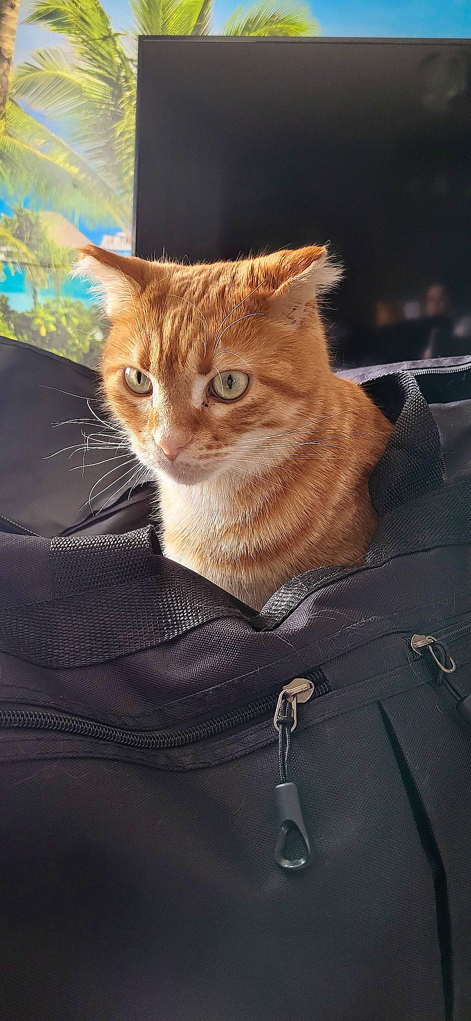 Charli participe au concours pour gagner de l'argent avec cette photo : button, carnivore, cat, collar, domestic_short_haired_cat, dress_shirt, fashion_accessory, fawn, felidae, formal_wear, fur, gesture, leather_jacket, paw, sleeve, small_to_medium_sized_cats, snout, tail, whiskers, window