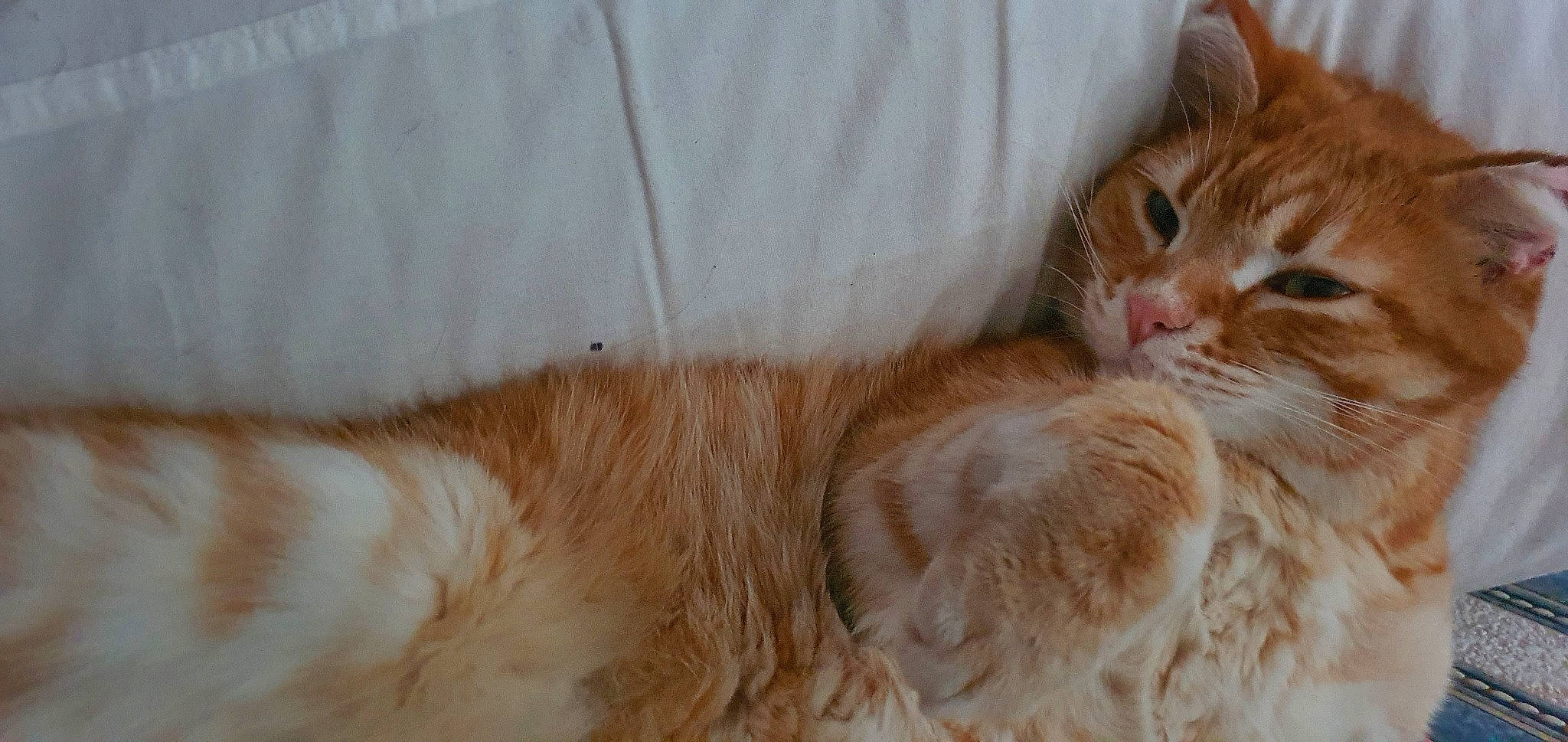 Charli a rejoint le concours — aidez-le/la à gagner de superbes lots ! carnivore, cat, claw, comfort, domestic_short_haired_cat, fawn, felidae, fur, paw, small_to_medium_sized_cats, snout, tail, whiskers