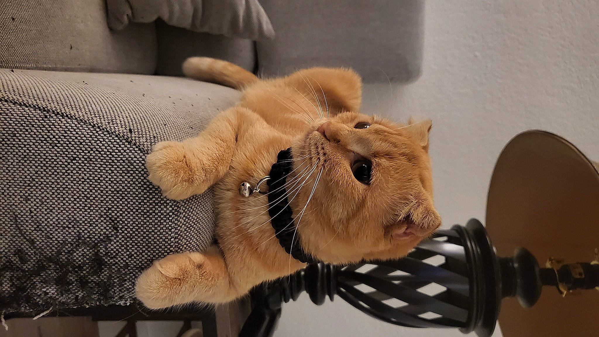 Coco is registered to the contest to win money with this photo: claw, comfort, fawn, felidae, fur, glove, linens, personal_protective_equipment, plush, room, snout, stuffed_toy, terrestrial_animal, toy, whiskers, wood, wool