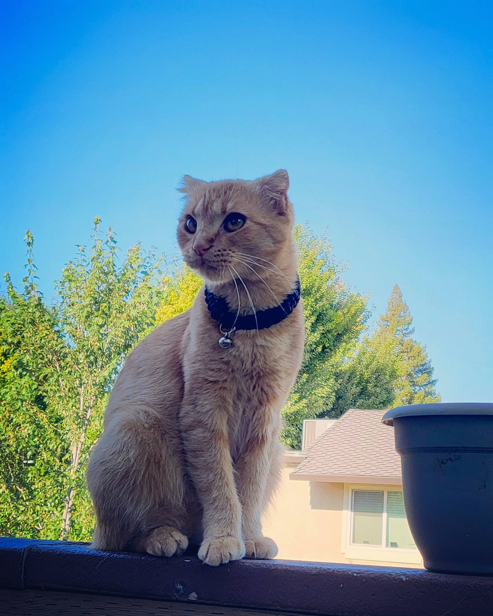 Coco joined the competition — help win amazing prizes! blue, carnivore, cat, domestic_short_haired_cat, electric_blue, eye, fawn, felidae, fur, grass, plant, russian_blue, sky, small_to_medium_sized_cats, snout, tail, terrestrial_animal, tree, whiskers, window