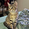 Kira participe au concours pour gagner de l'argent avec cette photo : kitten, tabby, cat, pet, animal, bed, blanket, indoor, furniture, clothing, shoes, curious, young, striped, whiskers, ears, tail, eyes, soft_light, domestic