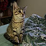 kitten, cat, tabby, pet, animal, bed, blanket, indoor, furniture, curious, cute, young, striped, domestic_cat, resting, cozy, small, ears, whiskers, eyes