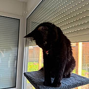 Kitty a rejoint le concours — aidez-le/la à gagner de superbes lots ! black_cat, cat_tree, indoor, window, blind, tongue_out, pet, feline, animal, domestic_cat, perched, gray_platform, looking_down, sunlight, home, cozy, fur, whiskers, ears, curious