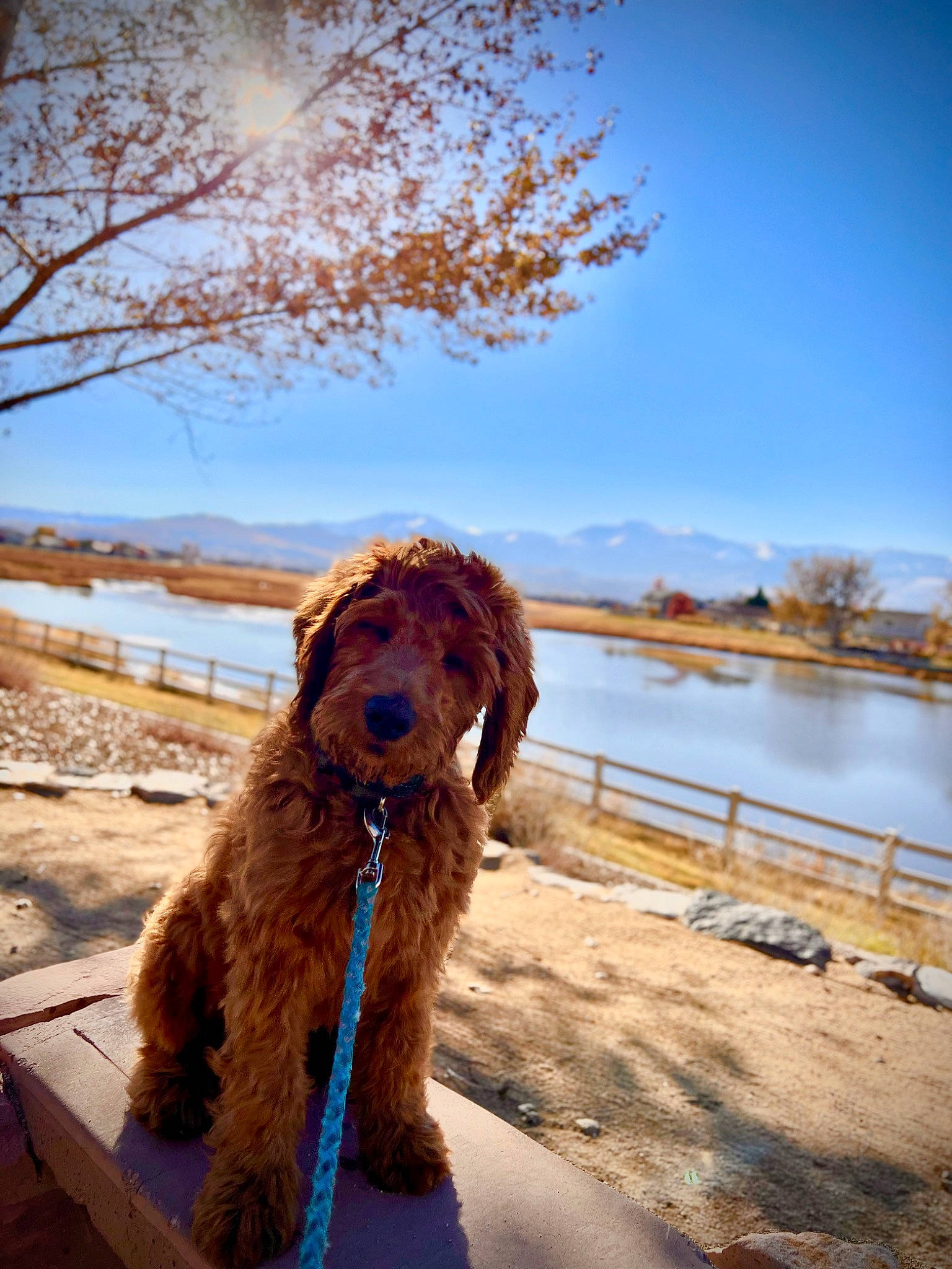 Pinot joined the competition — help win amazing prizes! carnivore, collar, companion_dog, dog, dog_breed, dog_collar, fawn, gun_dog, lake, landscape, leash, liver, plant, sky, spaniel, tree, water, water_dog, wood, working_animal