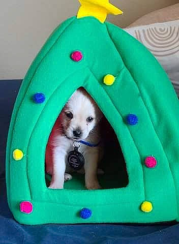 Niko joined the competition — help win amazing prizes! aqua, baby_toys, blue, canidae, carnivore, dog_breed, dog_supply, kitten, non_sporting_group, party_hat, party_supply, pet_supply, plastic, pomeranian, spitz, teal, toy, toy_dog, vertebrate, whiskers