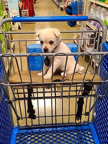 Niko is registered to the contest to win money with this photo: animal_shelter, canidae, carnivore, cart, companion_dog, dog, dog_breed, dog_crate, dog_supply, iron, majorelle_blue, pet_supply, product, puppy, service, shopping_cart, sporting_group, toy_dog, vertebrate, working_animal