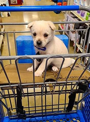 Niko is registered to the contest to win money with this photo: animal_shelter, canidae, carnivore, cart, companion_dog, dog, dog_breed, dog_supply, non_sporting_group, pet_supply, plastic, product, puppy, service, shopping_cart, sporting_group, steel, vertebrate, working_animal