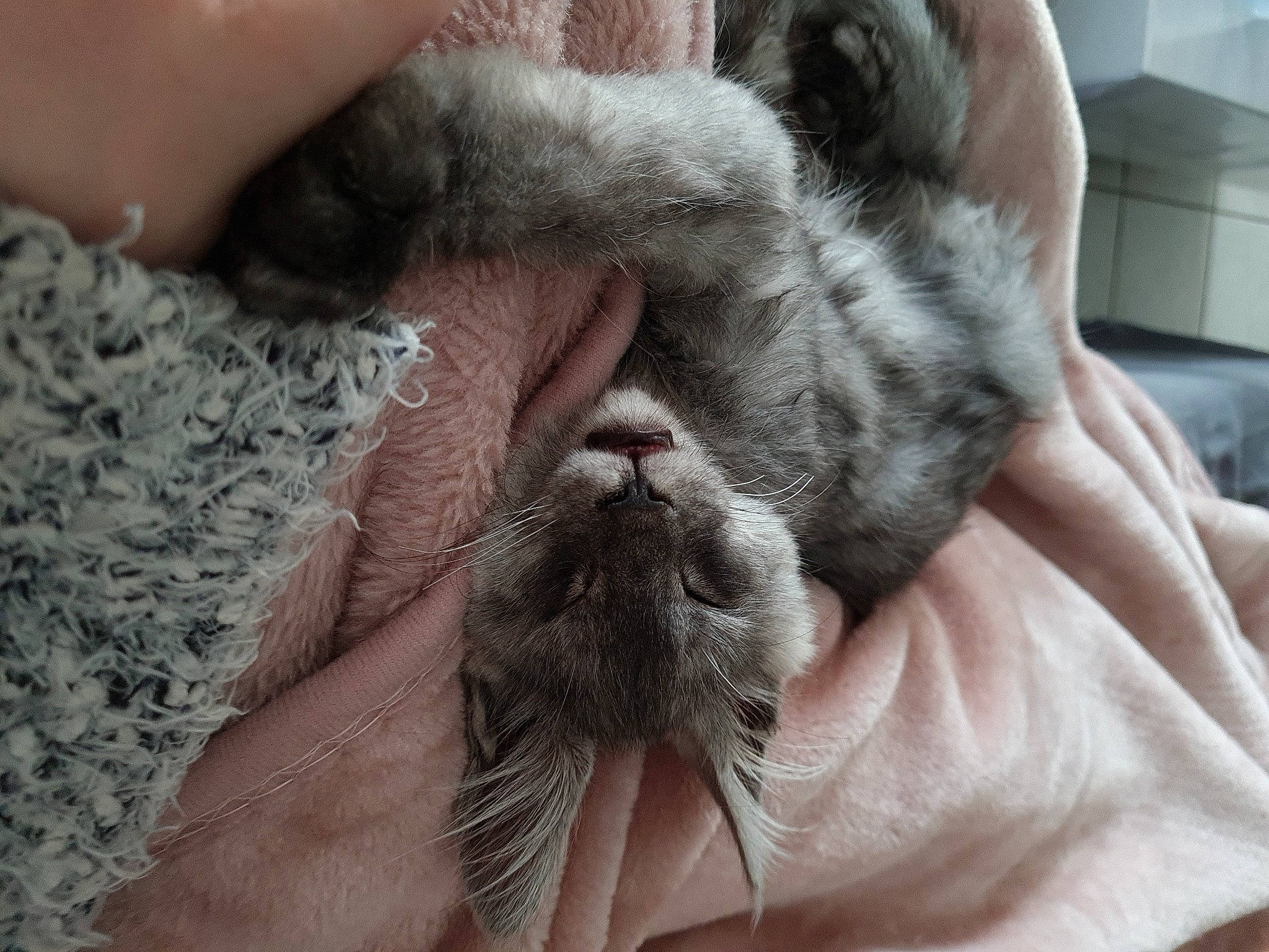 Rider a rejoint le concours — aidez-le/la à gagner de superbes lots ! carnivore, cat, claw, comfort, domestic_short_haired_cat, ear, fawn, felidae, finger, fur, gesture, hand, nail, nap, paw, small_to_medium_sized_cats, snout, terrestrial_animal, whiskers, wrinkle