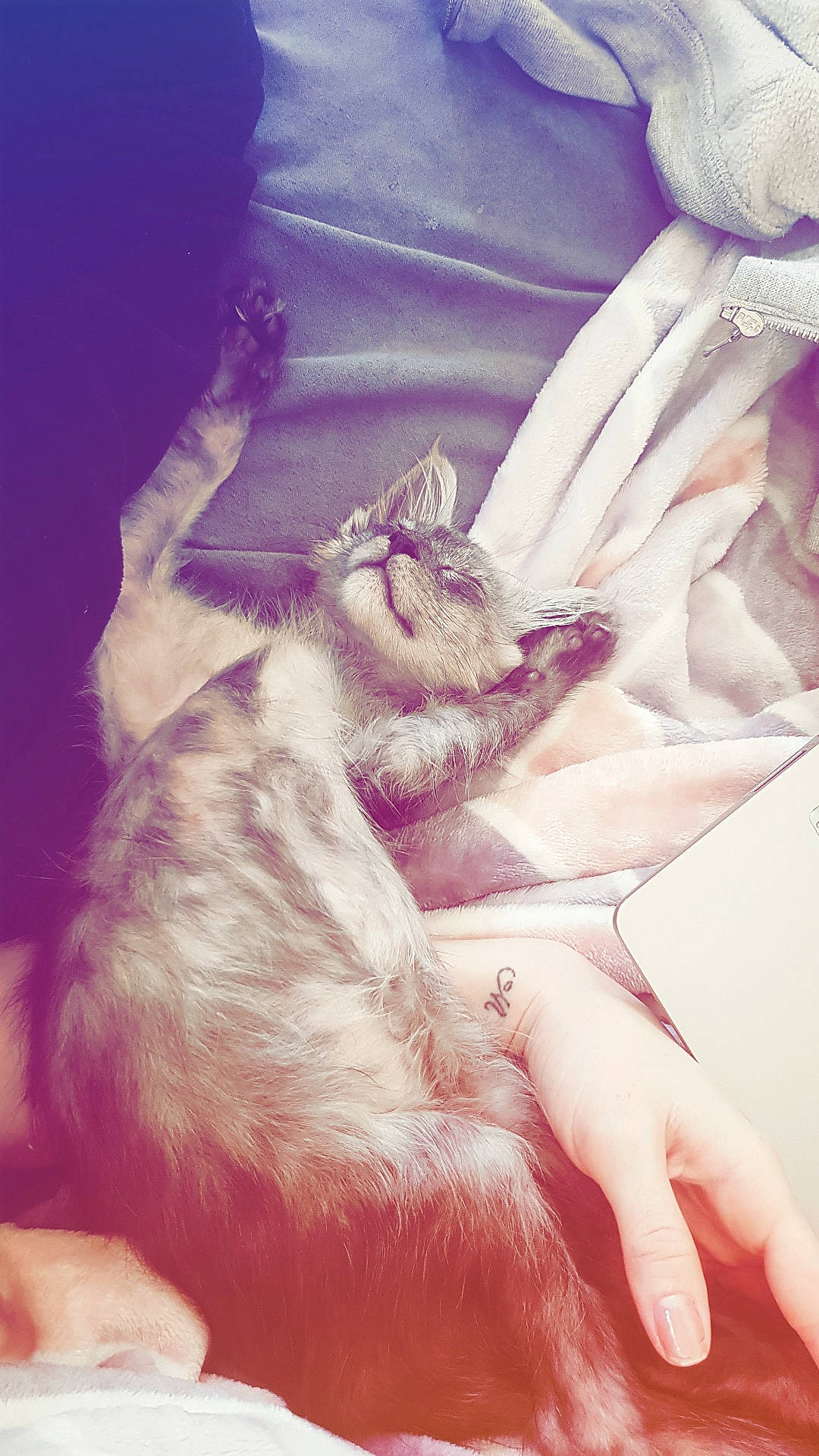 Rider a rejoint le concours — aidez-le/la à gagner de superbes lots ! abdomen, chest, electric_blue, fashion_accessory, feather, felidae, finger, fur, gesture, human_leg, jewellery, magenta, mammal, nail, pink, small_to_medium_sized_cats, tail, thigh, toy, whiskers