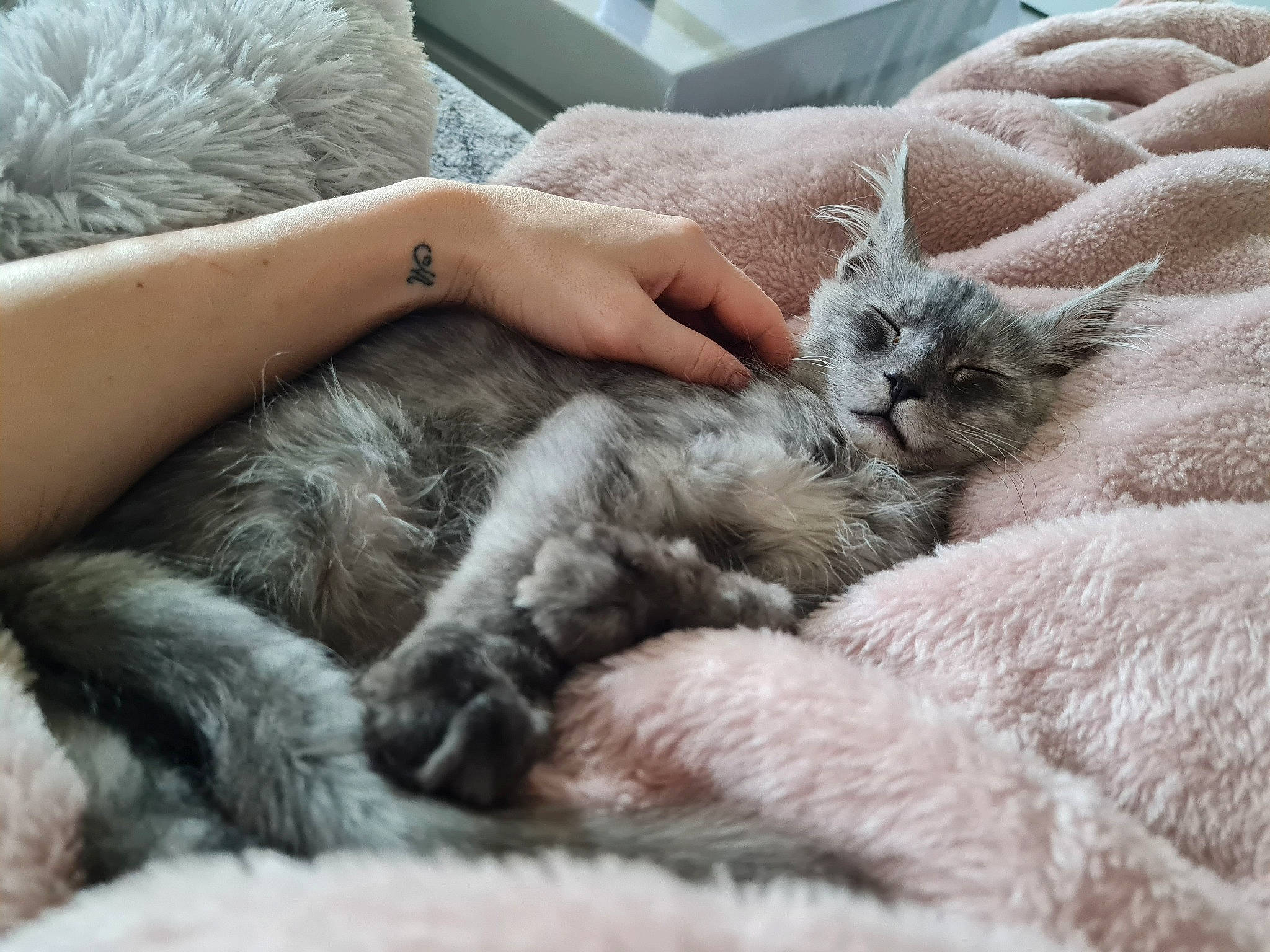 Rider a rejoint le concours — aidez-le/la à gagner de superbes lots ! bed, carnivore, cat, claw, comfort, companion_dog, couch, domestic_short_haired_cat, fawn, felidae, fur, grey, nail, nap, paw, sleep, small_to_medium_sized_cats, snout, tail, whiskers