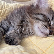 Massilia joined the competition — help win amazing prizes! animal, cat, closeup, cute, domestic_animal, fur, furry, indoor, kitten, paw, peaceful, pet, quilt, resting, sleeping, soft, tabby, whiskers, yellow, young