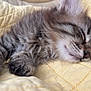 animal, cat, closeup, cute, domestic_animal, fur, furry, indoor, kitten, paw, peaceful, pet, quilt, resting, sleeping, soft, tabby, whiskers, yellow, young