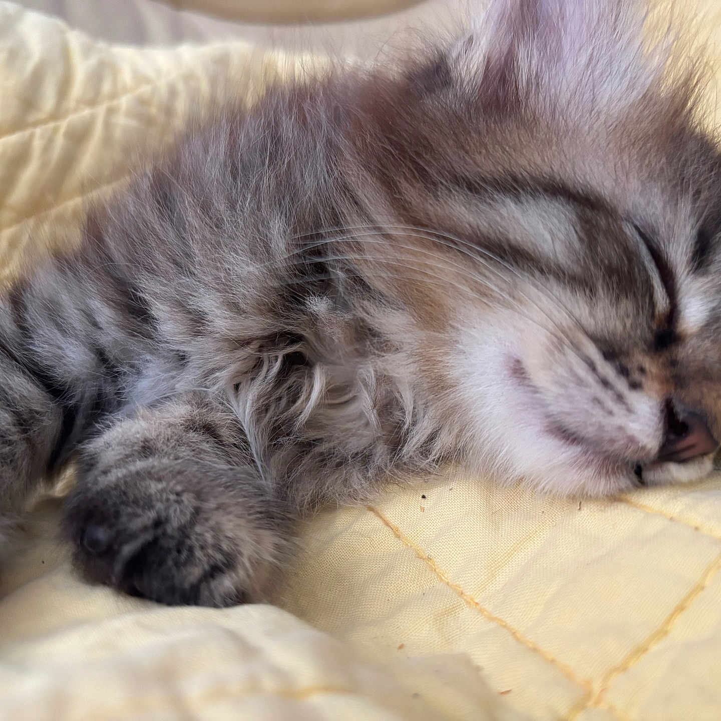 Massilia joined the competition — help win amazing prizes! animal, cat, closeup, cute, domestic_animal, fur, furry, indoor, kitten, paw, peaceful, pet, quilt, resting, sleeping, soft, tabby, whiskers, yellow, young