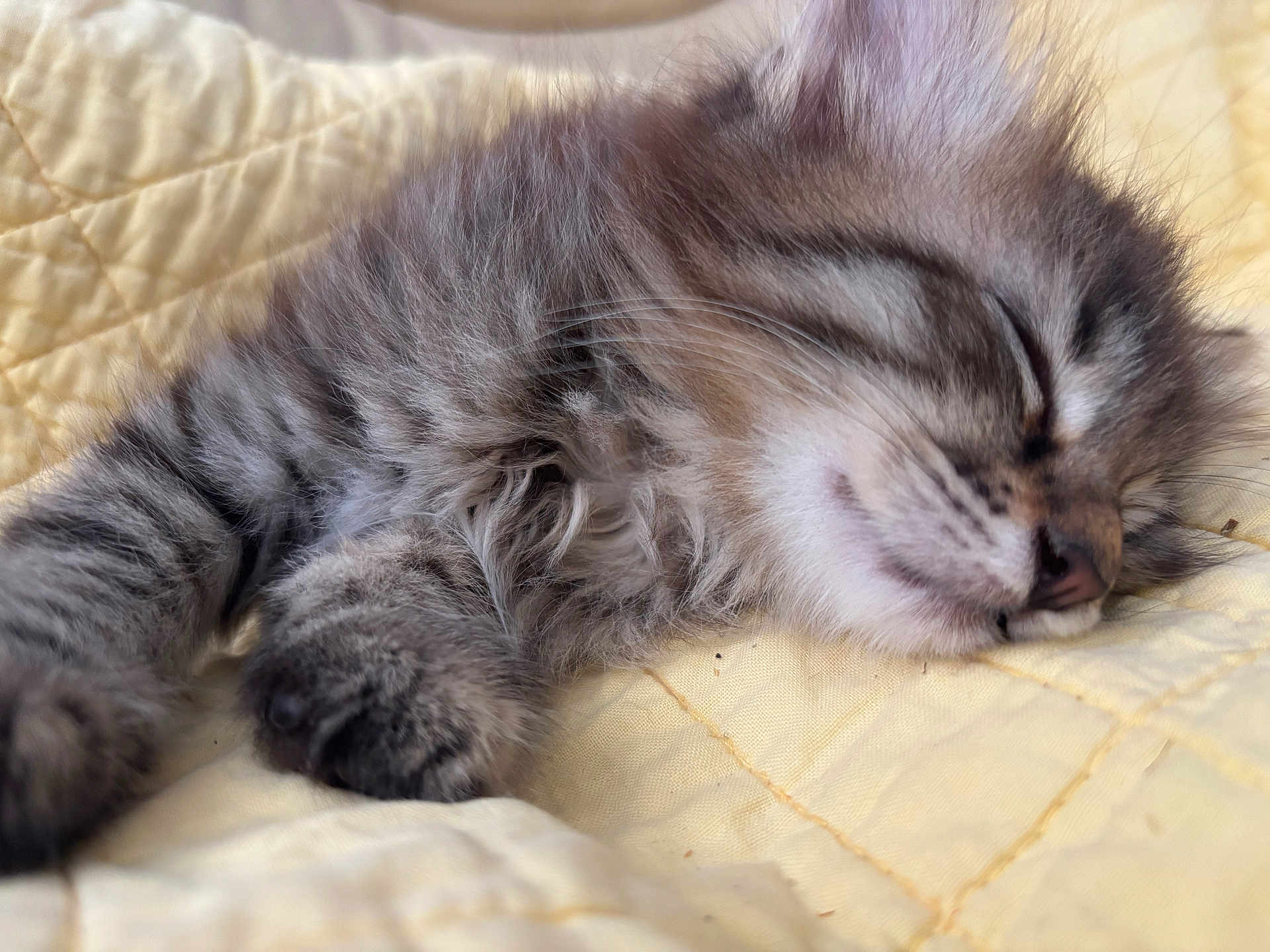 Massilia joined the competition — help win amazing prizes! animal, cat, closeup, cute, domestic_animal, fur, furry, indoor, kitten, paw, peaceful, pet, quilt, resting, sleeping, soft, tabby, whiskers, yellow, young