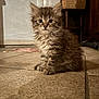 kitten, cat, animal, pet, furry, indoor, floor, tile, cute, young, small, fur, whiskers, ears, eyes, sitting, curious, home, cozy, portrait