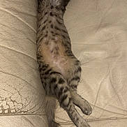 Massilia a rejoint le concours — aidez-le/la à gagner de superbes lots ! cat, spotted_cat, stretched_out, relaxed, leather_couch, indoor, sleeping, pet, animal, feline, fur, tail, paw, whiskers, cozy, domestic, cute, resting, tabby, striped