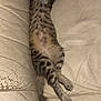 cat, spotted_cat, stretched_out, relaxed, leather_couch, indoor, sleeping, pet, animal, feline, fur, tail, paw, whiskers, cozy, domestic, cute, resting, tabby, striped