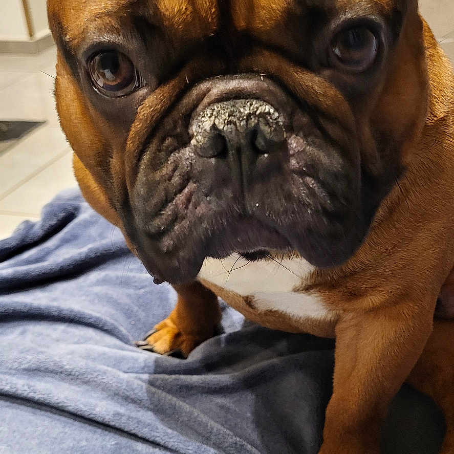 Diego