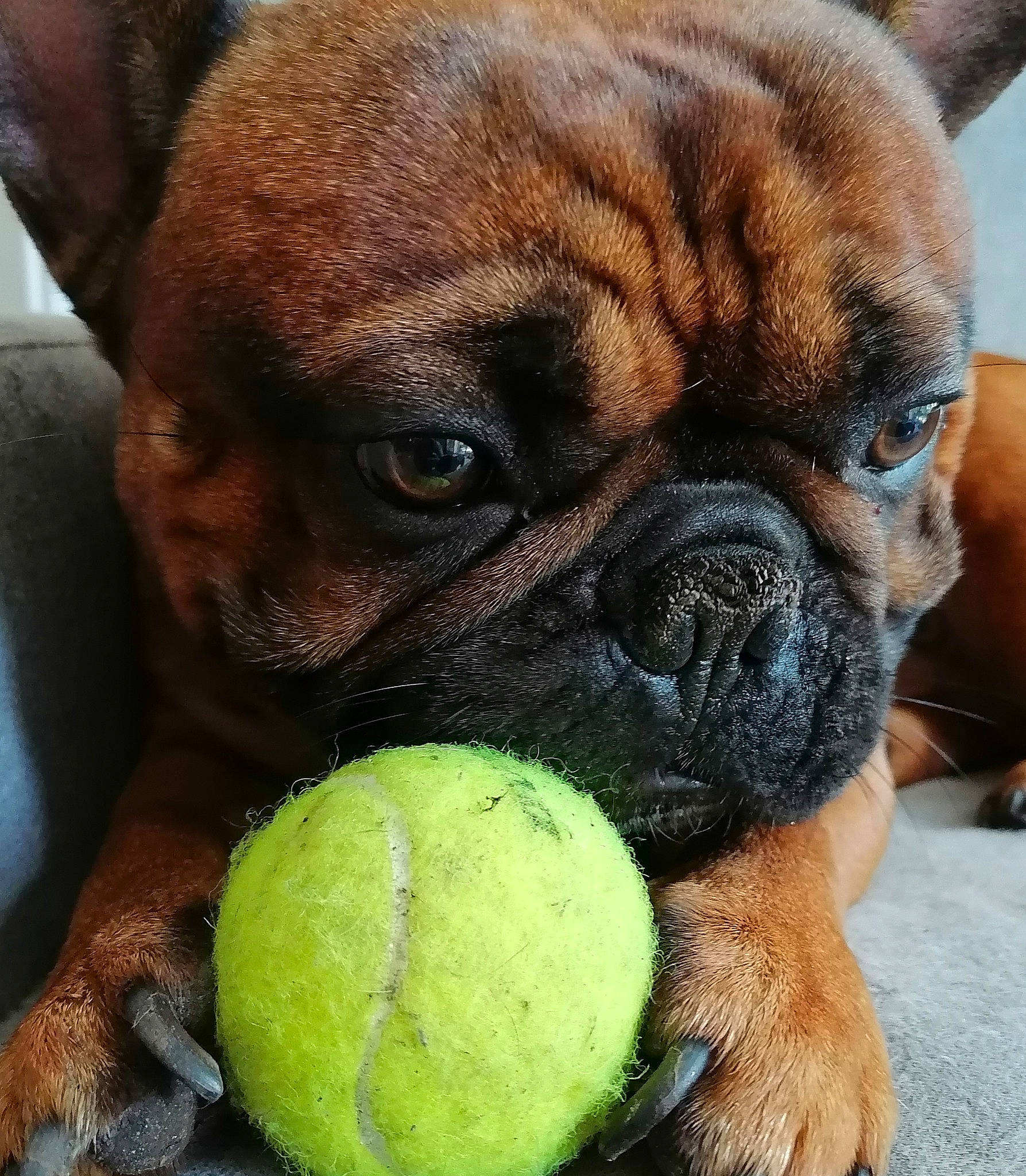 Diego participe au concours pour gagner de l'argent avec cette photo : ball, biting, boxer, canidae, carnivore, collar, companion_dog, dog, dog_breed, fawn, grass, liver, snout, sporting_group, sports_equipment, tennis_ball, terrestrial_animal, whiskers, working_animal, wrinkle