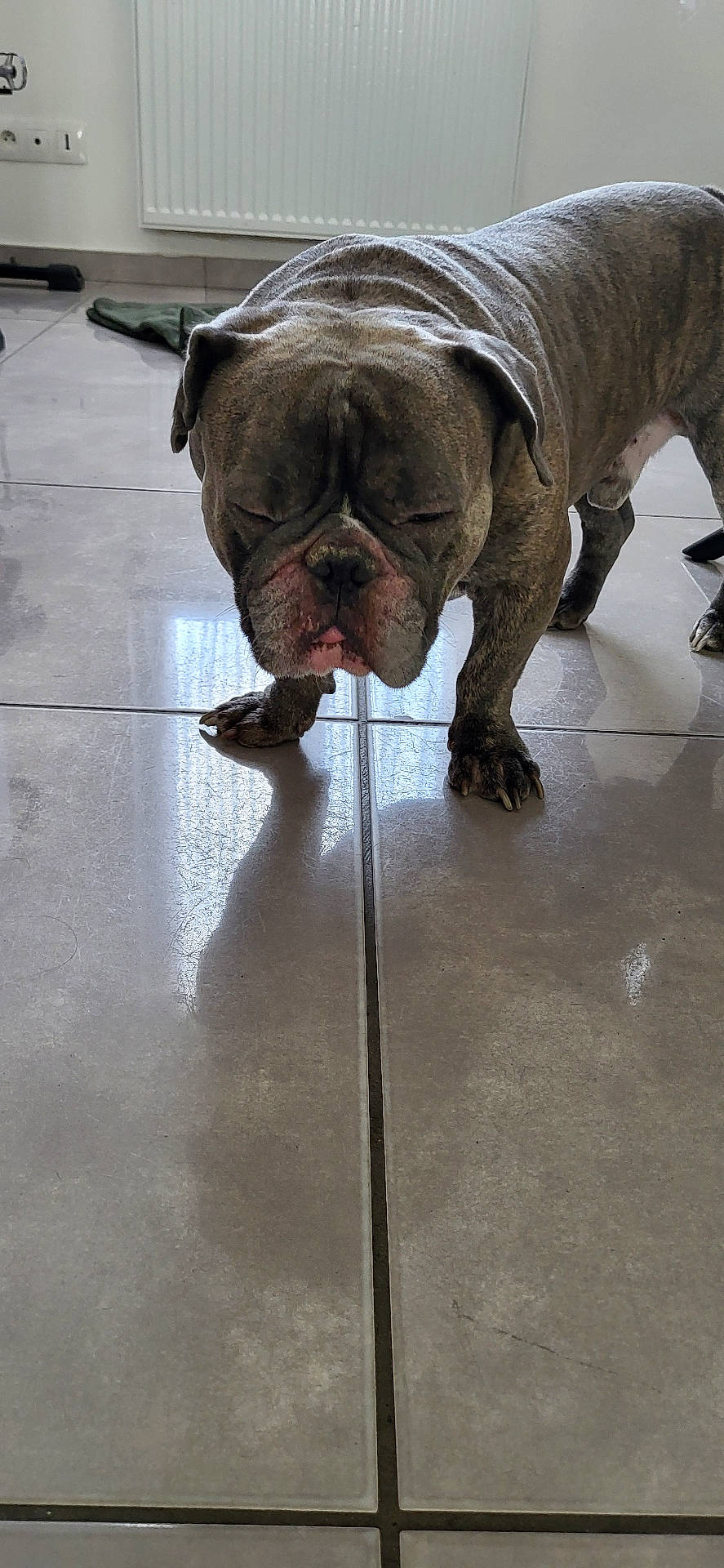 Pablo a rejoint le concours — aidez-le/la à gagner de superbes lots ! animal, boxer, bulldog, canine, dog, frenchbulldog, hardwood, pet, pitbull, pug, puppy, tile, wood