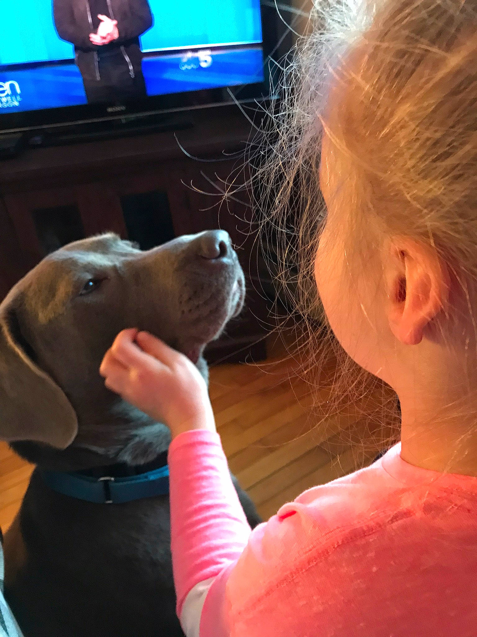 Ozzie is registered to the contest to win money with this photo: brown_hair, canidae, carnivore, child, companion_dog, dog, dog_breed, ear, fawn, fun, fur, gesture, interaction, led_backlit_lcd_display, leisure, mouth, snout, sporting_group, television, television_set