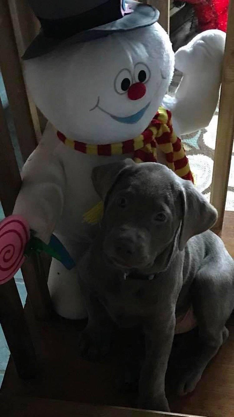 Ozzie joined the competition — help win amazing prizes! carnivore, companion_dog, dog, dog_breed, fun, fur, happy, hat, mammal, mascot, plush, retriever, smile, snowman, sporting_group, stuffed_toy, toy, vertebrate, white, working_animal