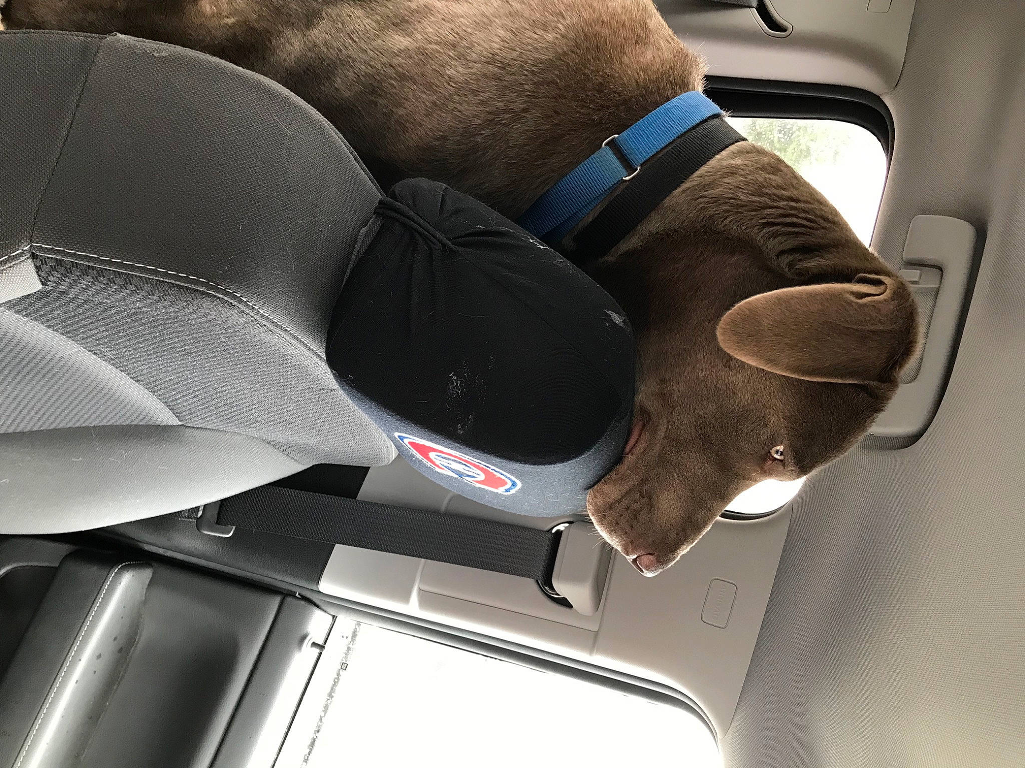 Ozzie is registered to the contest to win money with this photo: auto_part, automotive_design, automotive_exterior, automotive_lighting, automotive_mirror, car, car_seat, car_seat_cover, comfort, head_restraint, hood, light, motor_vehicle, personal_luxury_car, steering_part, steering_wheel, tints_and_shades, vehicle, vehicle_door, white