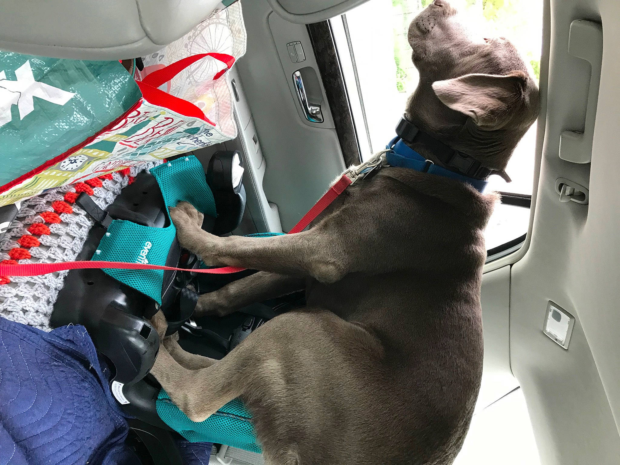 Ozzie is registered to the contest to win money with this photo: auto_part, automotive_design, automotive_exterior, car, car_seat, car_seat_cover, carnivore, collar, companion_dog, dog, dog_breed, hood, leash, motor_vehicle, seat_belt, snout, steering_part, steering_wheel, vehicle, vehicle_door