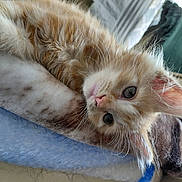 Leif Erikson joined the competition — help win amazing prizes! kitten, cat, orange_cat, fluffy, pet, animal, cute, whiskers, indoor, blanket, soft, resting, fur, young, closeup, face, ears, curious, home, cozy