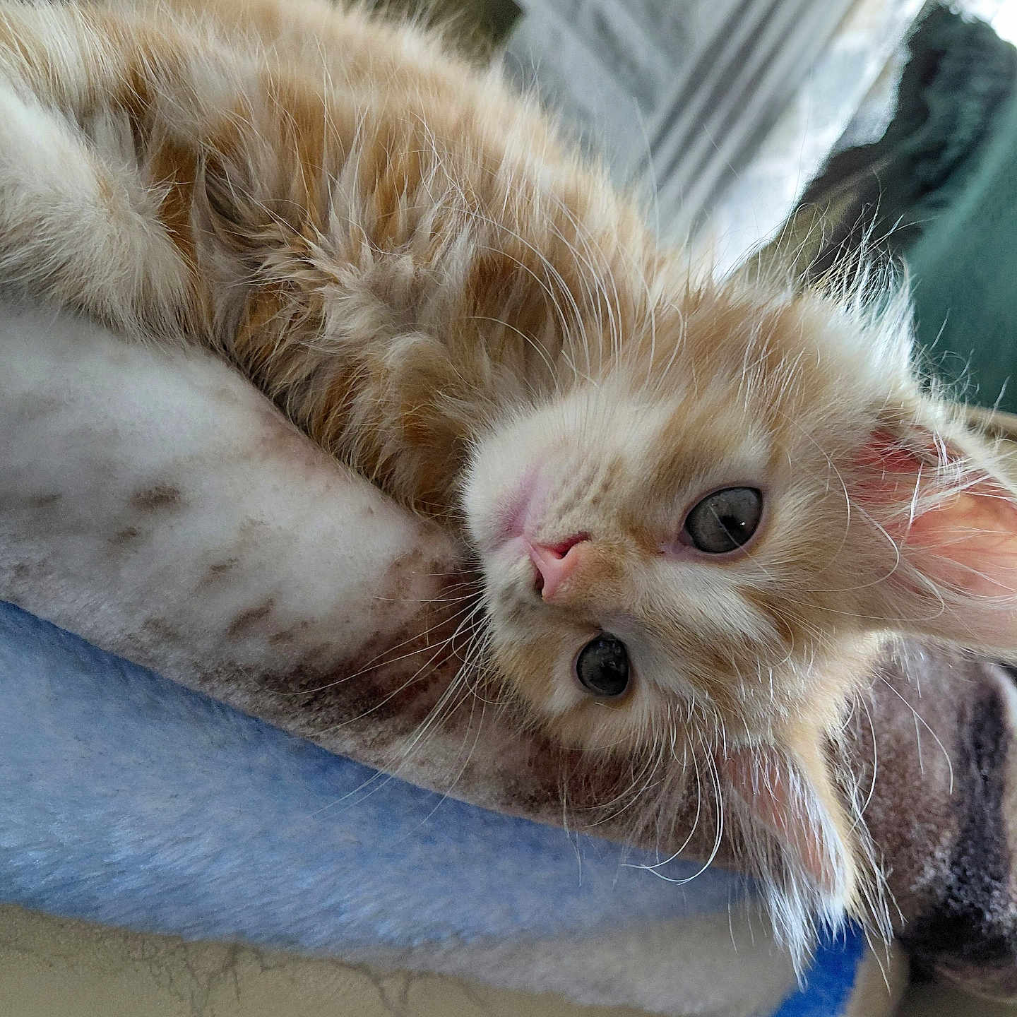 Leif Erikson joined the competition — help win amazing prizes! animal, blanket, cat, closeup, cozy, curious, cute, ears, face, fluffy, fur, home, indoor, kitten, orange_cat, pet, resting, soft, whiskers, young
